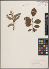 Foto von Salix caprea L.